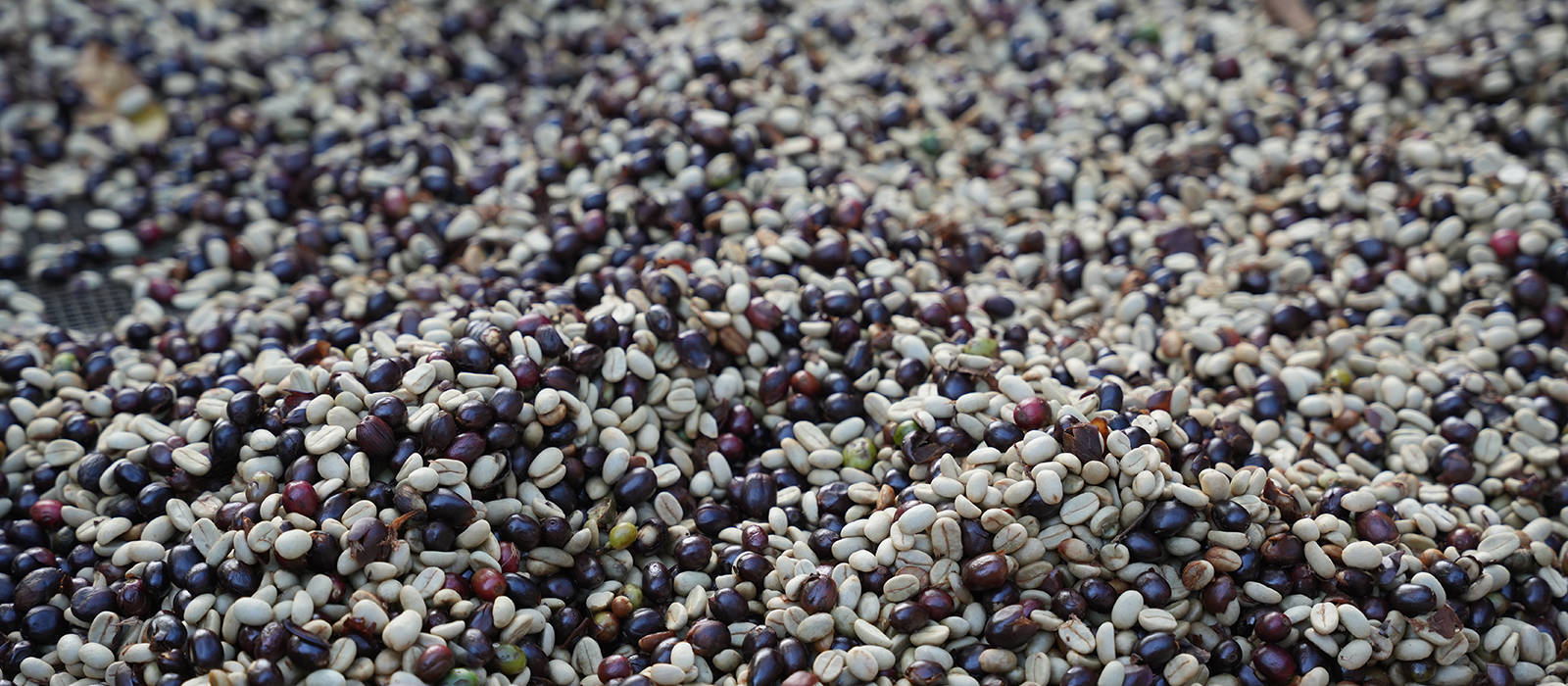 cherry beans