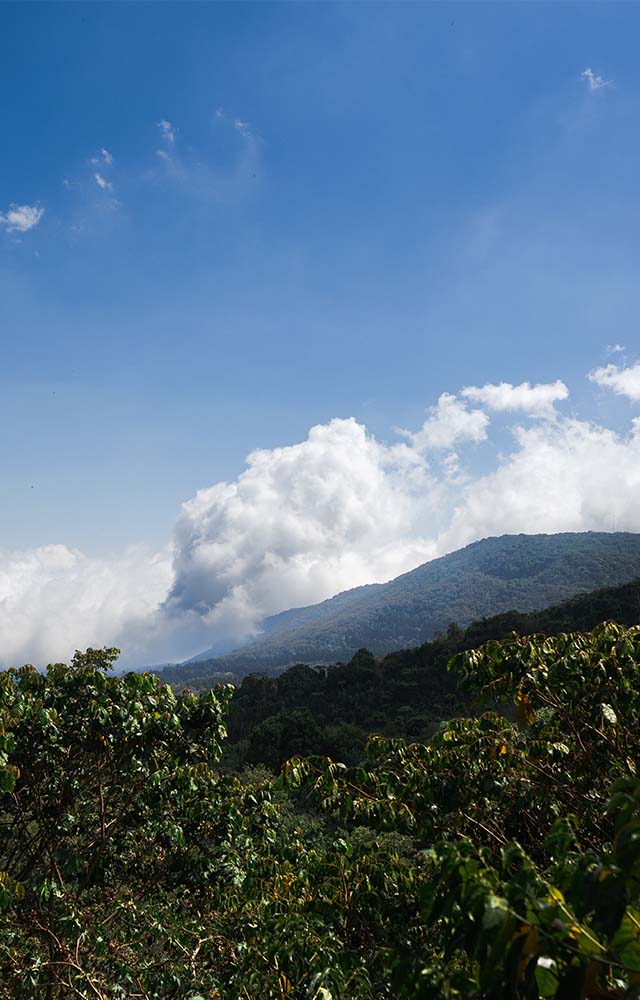 costa rican coffee culture