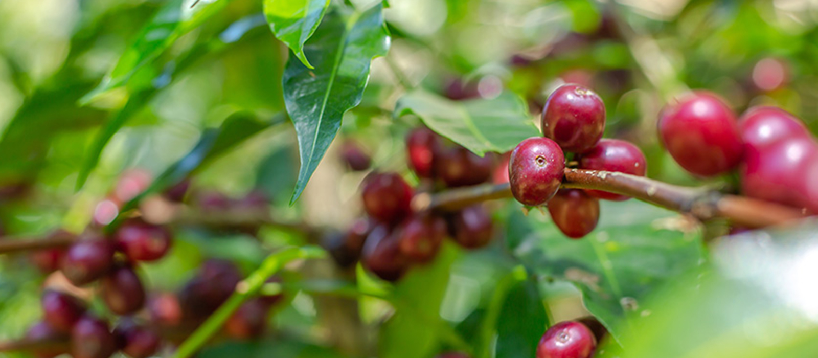 coffee cherry fruit