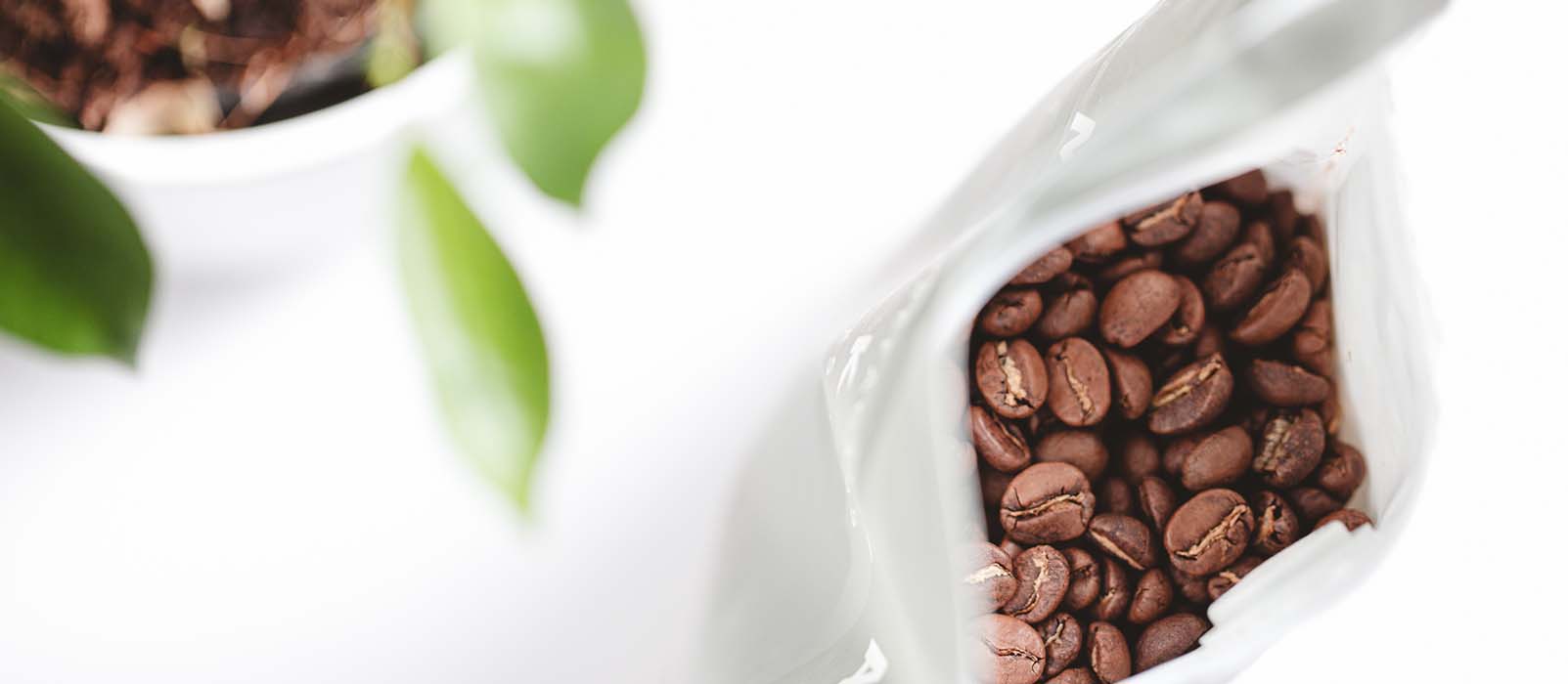 difference between arabica and robusta
