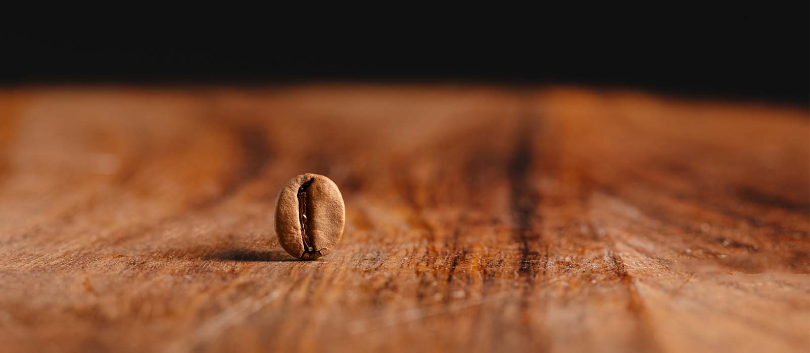 robusta coffee cultivation
