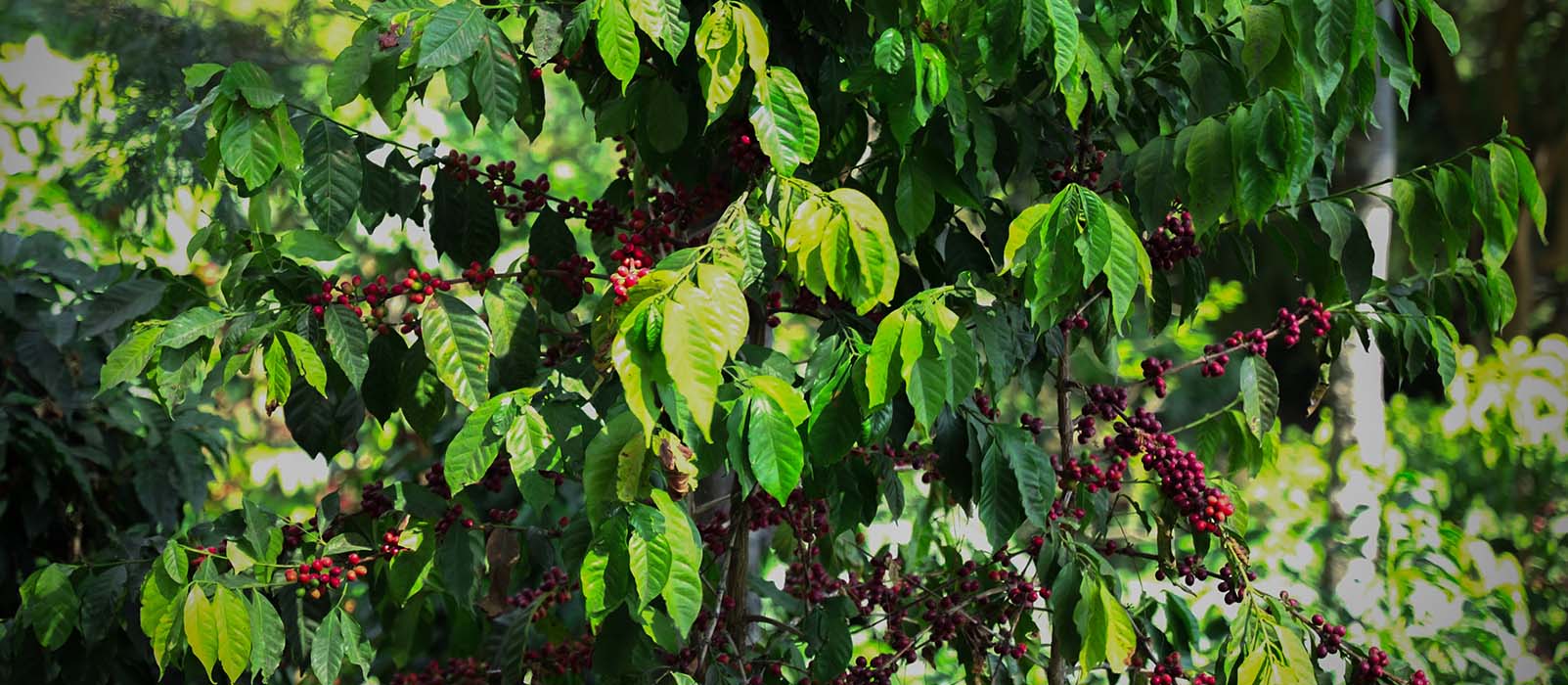 coffee production per country café du salvador cerise de café